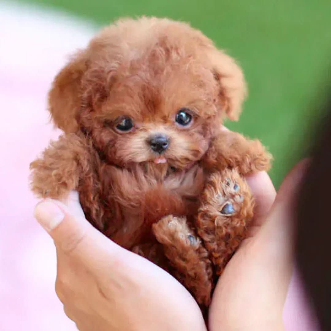 WuffiMotion – Beweegbare Pluche Hond voor Kinderen voor Speelse Knuffelplezier