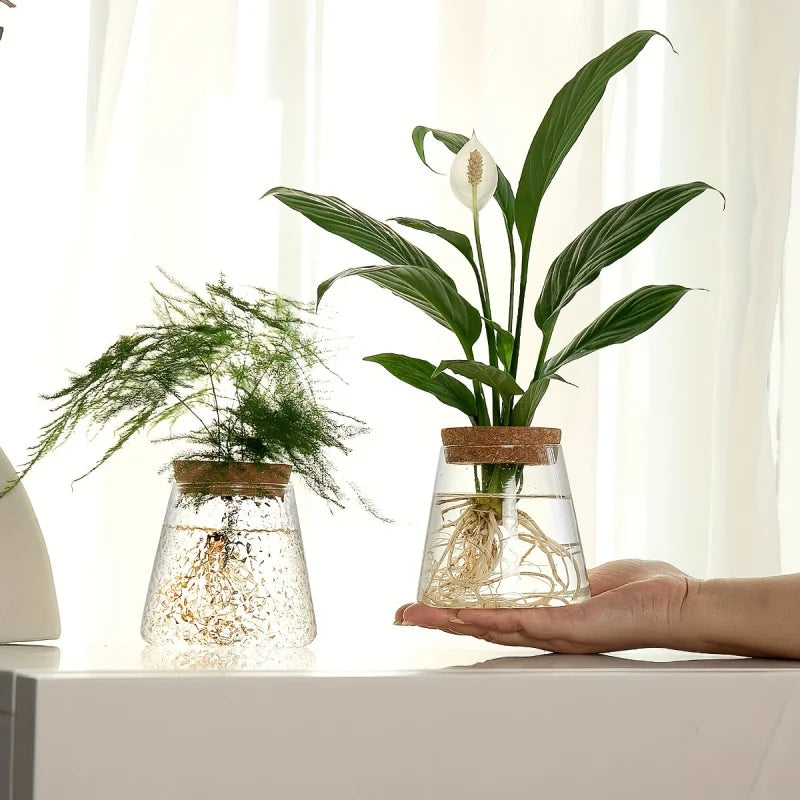 Glazen Hydroponie Plantenpot met Kurken Ring