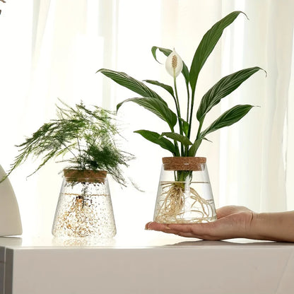 Glazen Hydroponie Plantenpot met Kurken Ring
