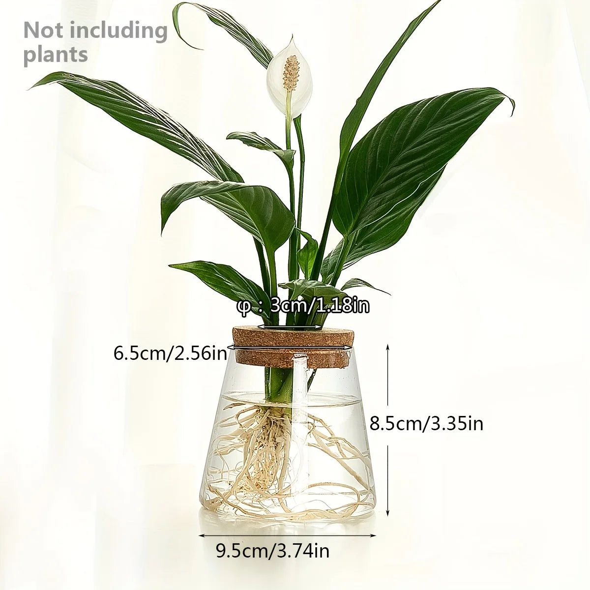 Glazen Hydroponie Plantenpot met Kurken Ring