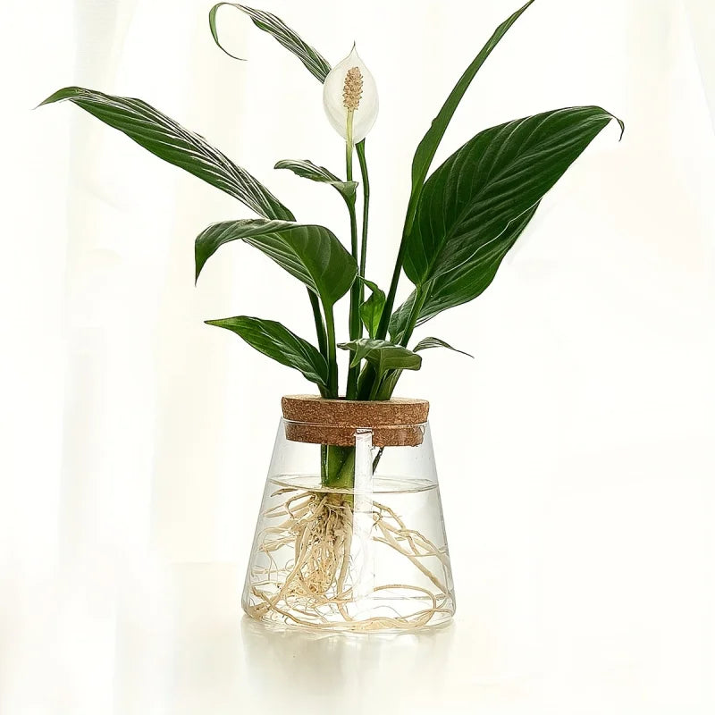 Glazen Hydroponie Plantenpot met Kurken Ring