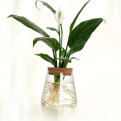 Glazen Hydroponie Plantenpot met Kurken Ring