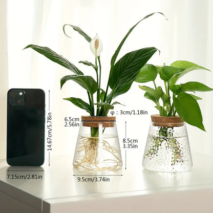Glazen Hydroponie Plantenpot met Kurken Ring