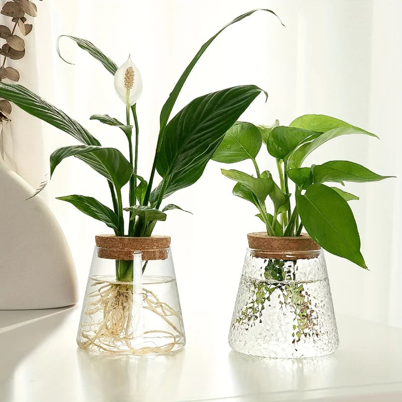 Glazen Hydroponie Plantenpot met Kurken Ring