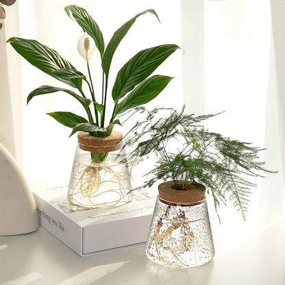 Glazen Hydroponie Plantenpot met Kurken Ring