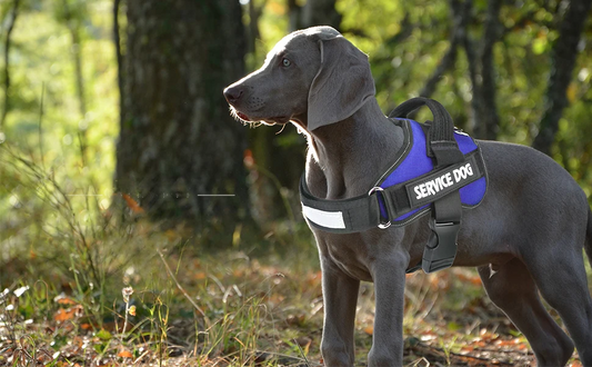 PawFit Gepersonaliseerde Hondenriem