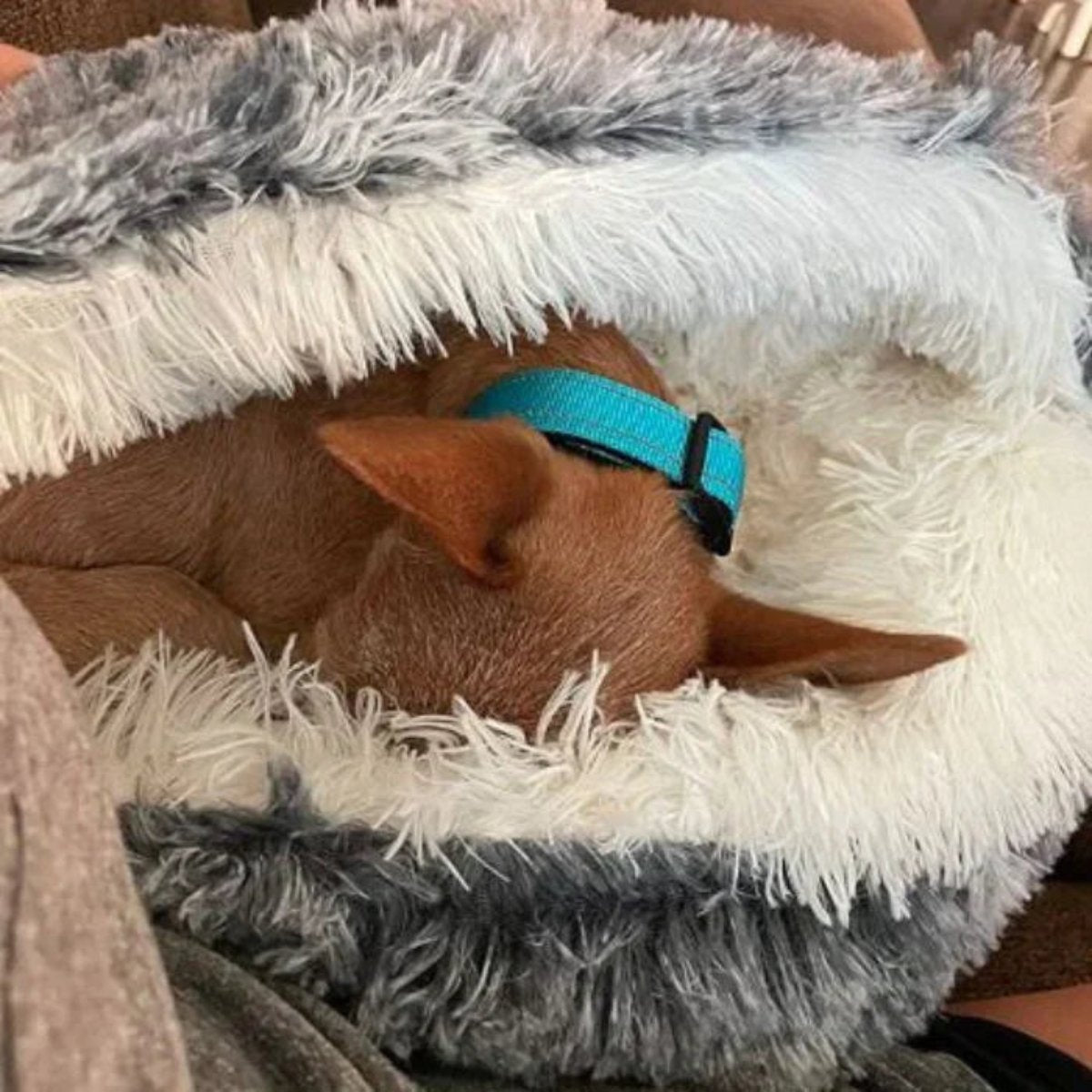 Cozy Cave Pet Bed